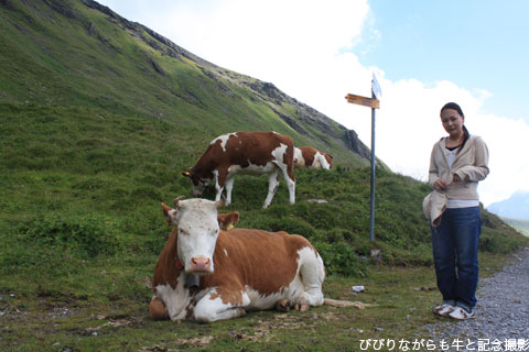 アルプスの牛と記念撮影