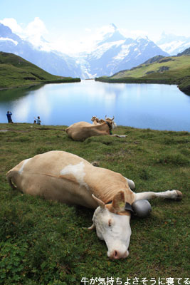 アルプスの湖と牛